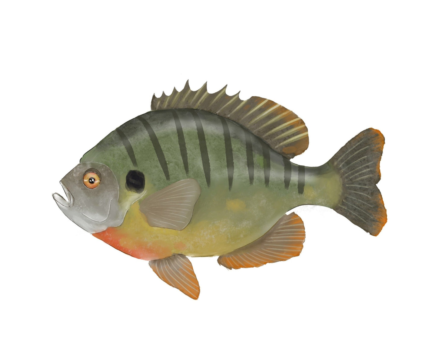 Bluegill Fish Print - MerikaArt