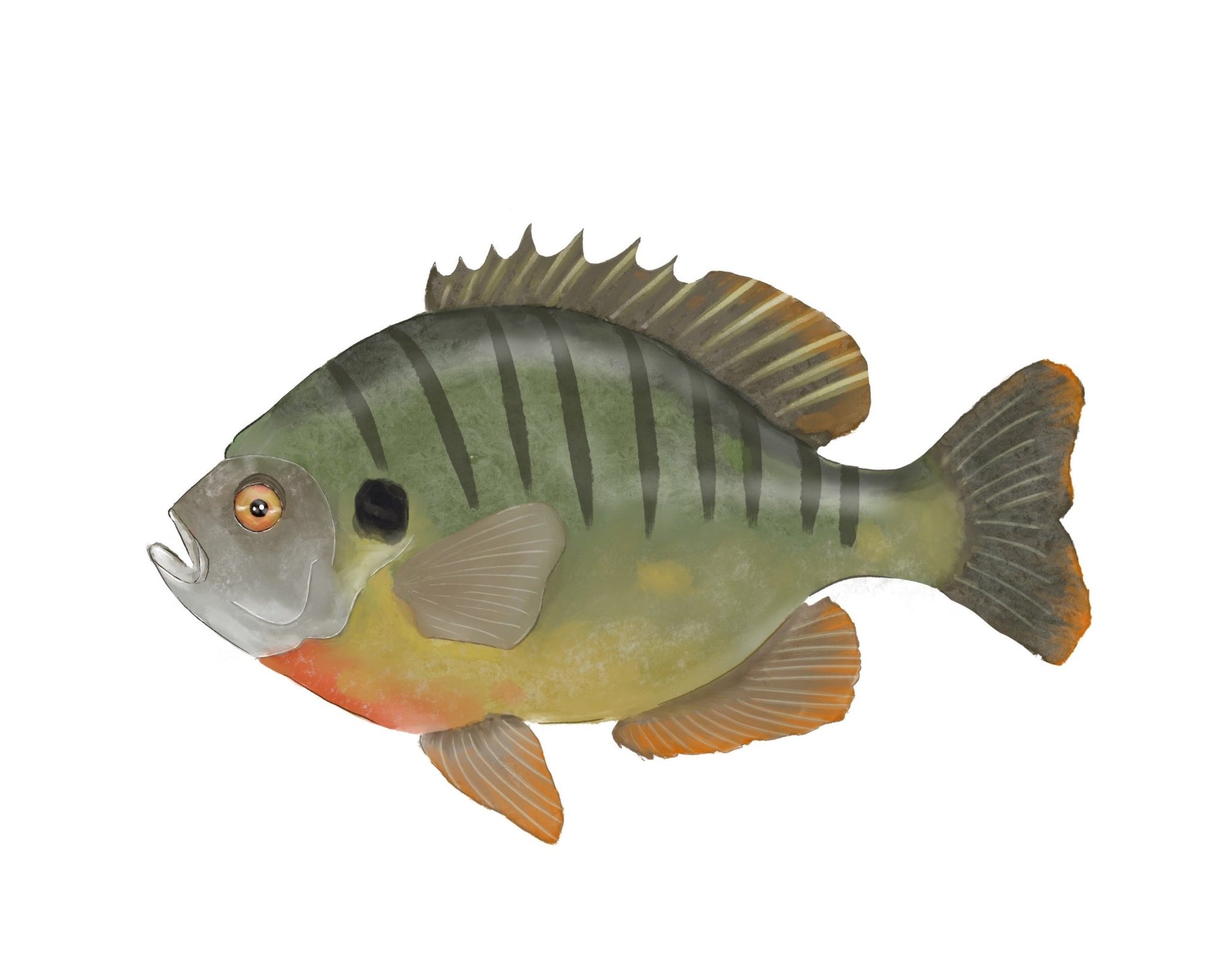 Bluegill Fish Print - MerikaArt
