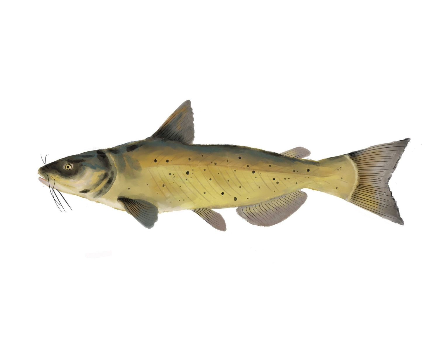 Channel Catfish Print - MerikaArt