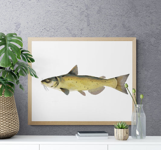 Channel Catfish Print - MerikaArt