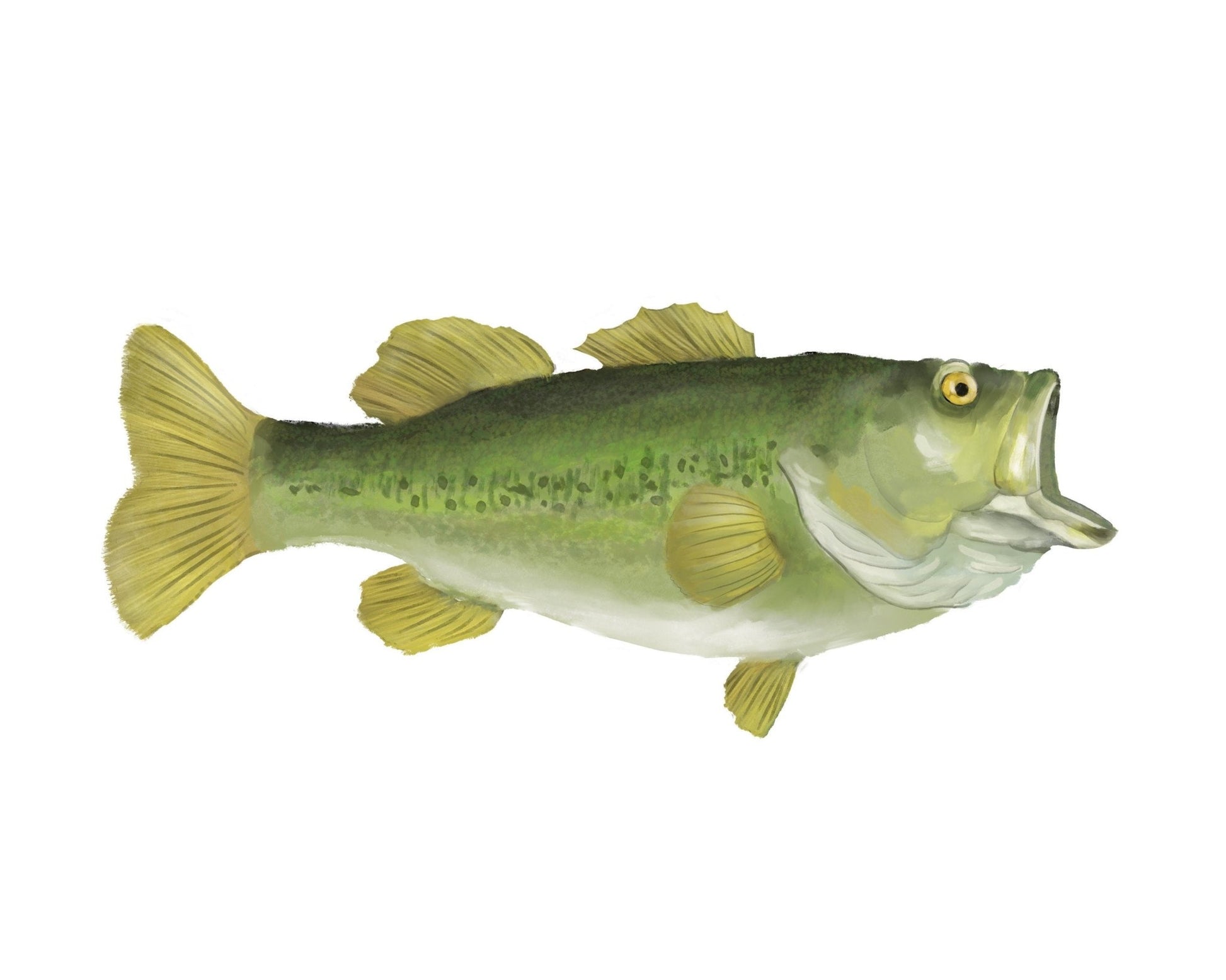 Largemouth Bass Print - MerikaArt