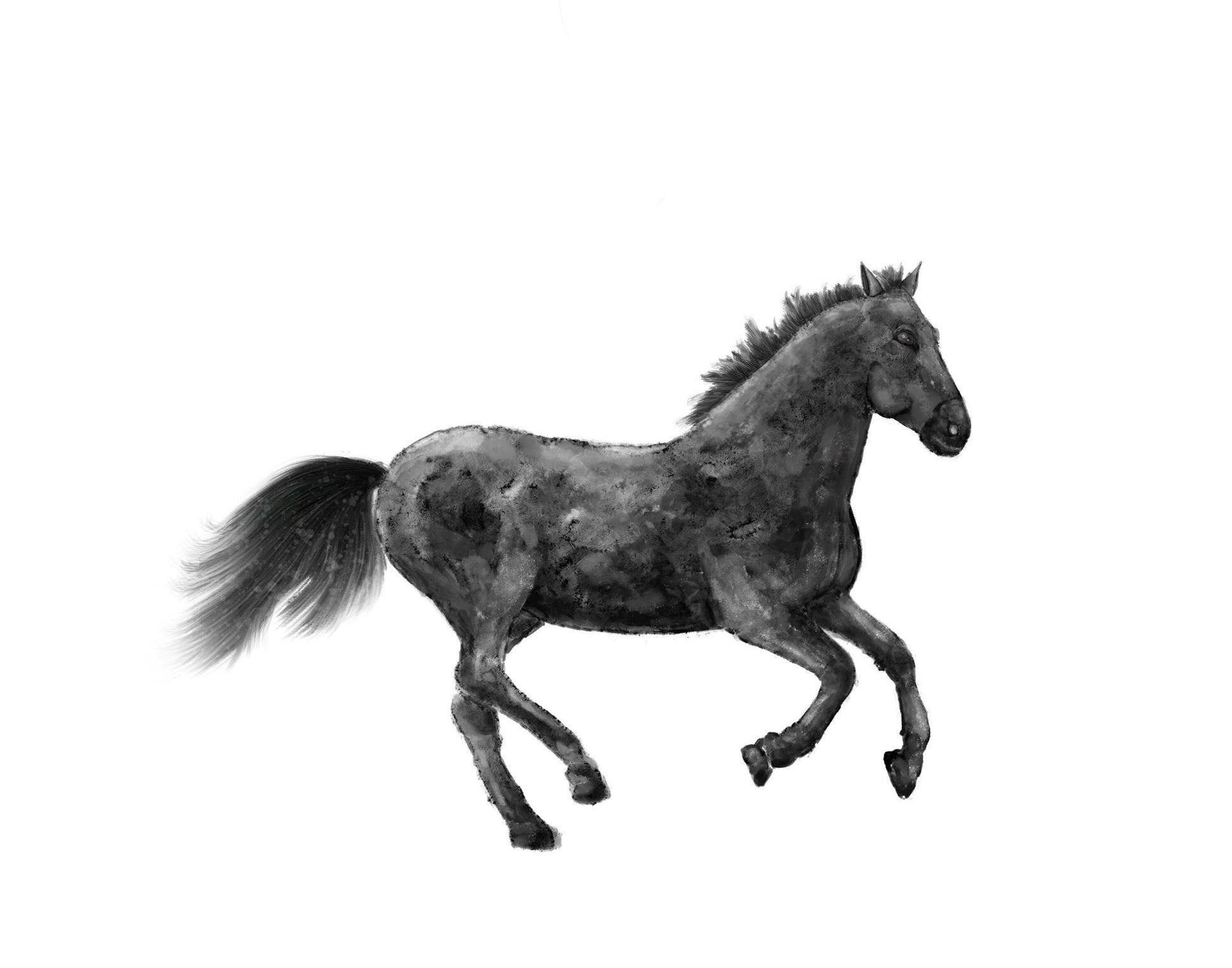 Original Black Horse Print - MerikaArt