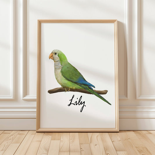 Personalized Monk Parakeet Wall Art Print – Quaker Parrot Illustration for Bird Lovers - MerikaArt