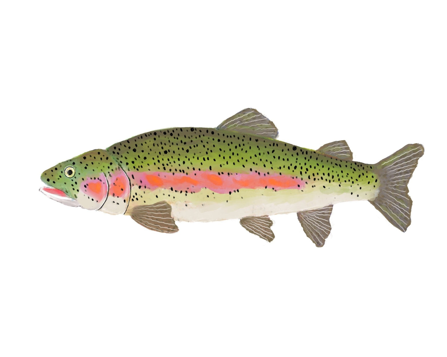 Rainbow Trout Print - MerikaArt