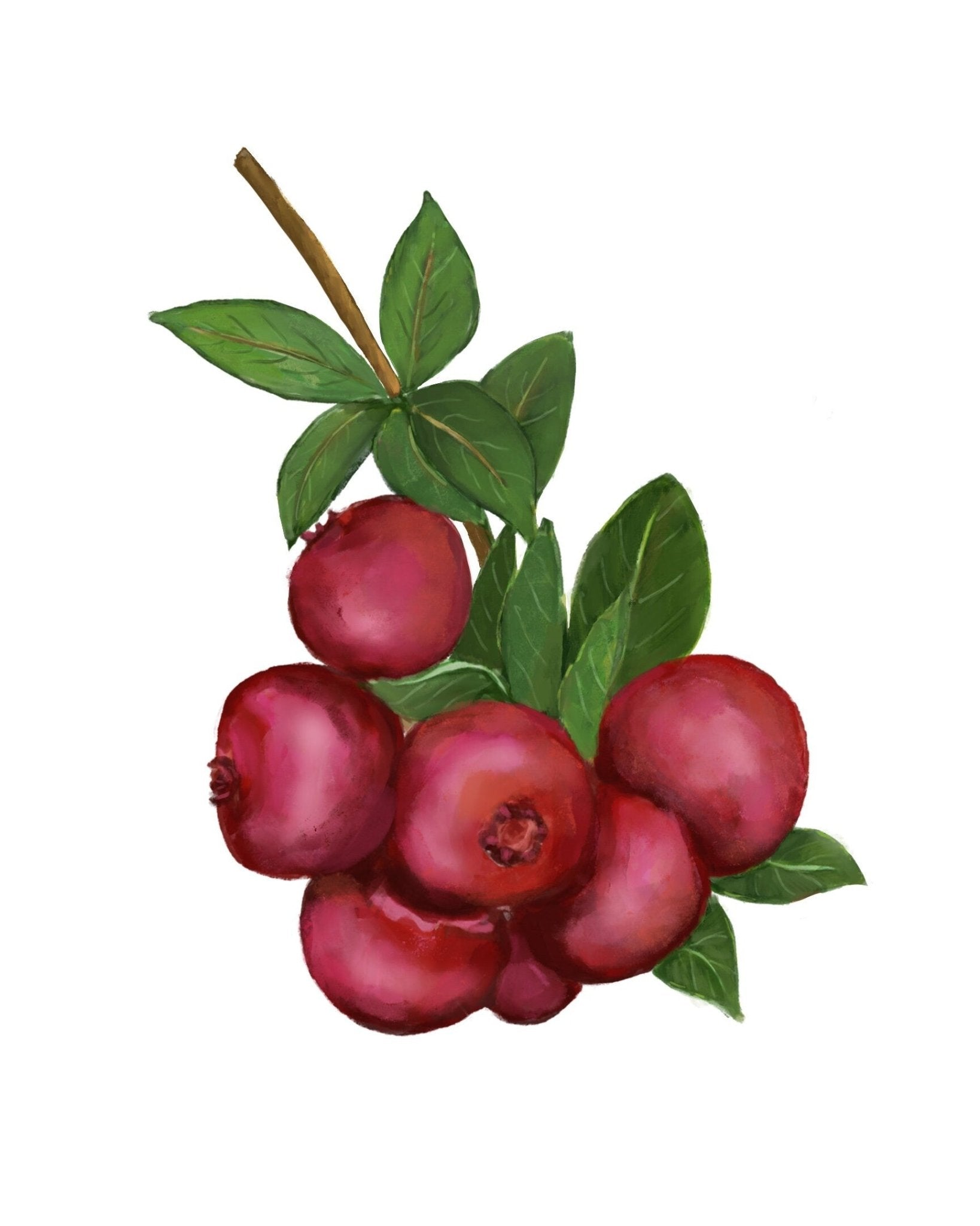 Set of 4 Raspberry Blackberry Cranberry Blueberry Art Print, Kitchen Dining Room Decor, Berry Painting, Fruit Illustration, Farmhouse Decor - MerikaArt