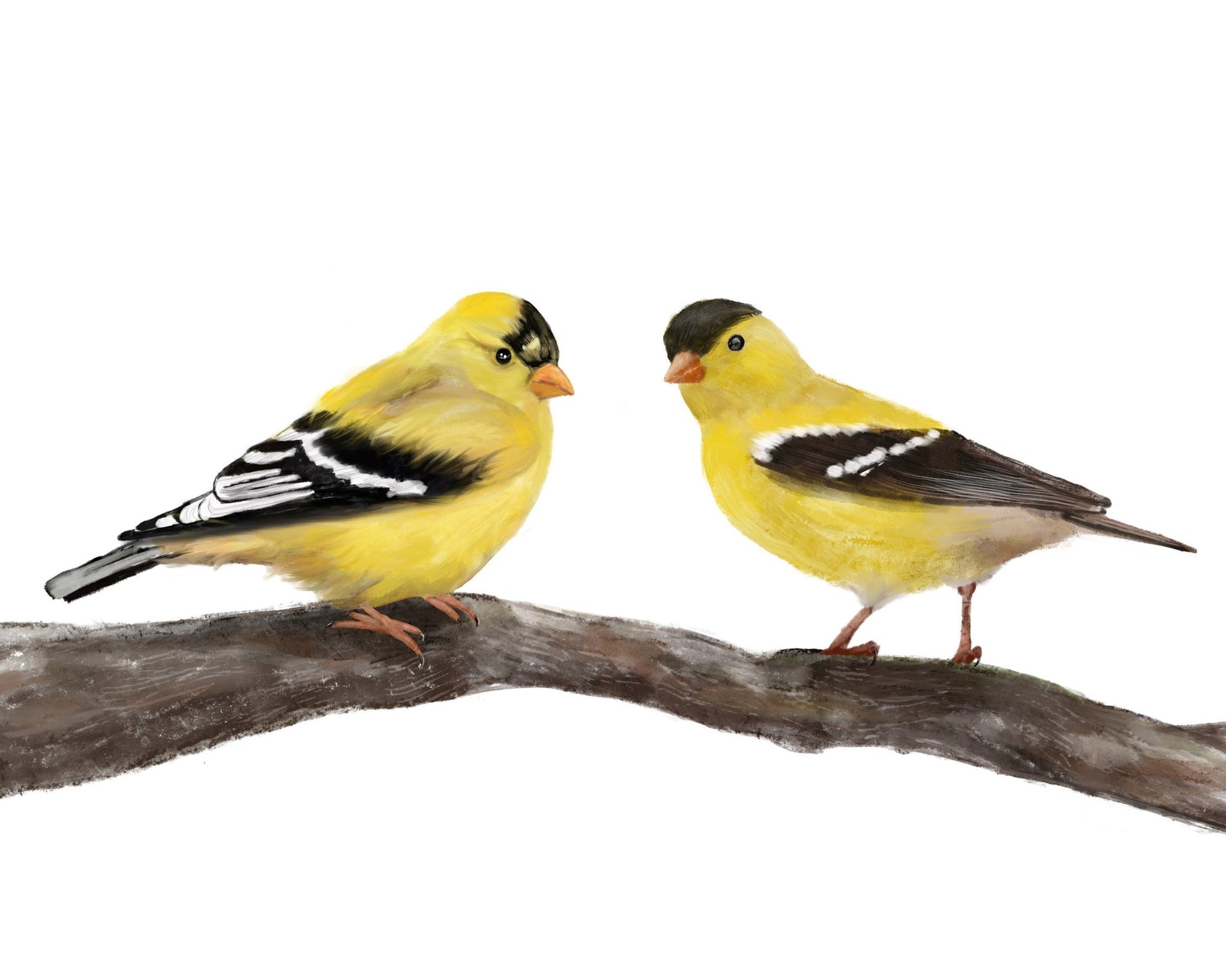 American Goldfinch Couple Print - MerikaArt