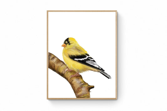 American Goldfinch Print - MerikaArt