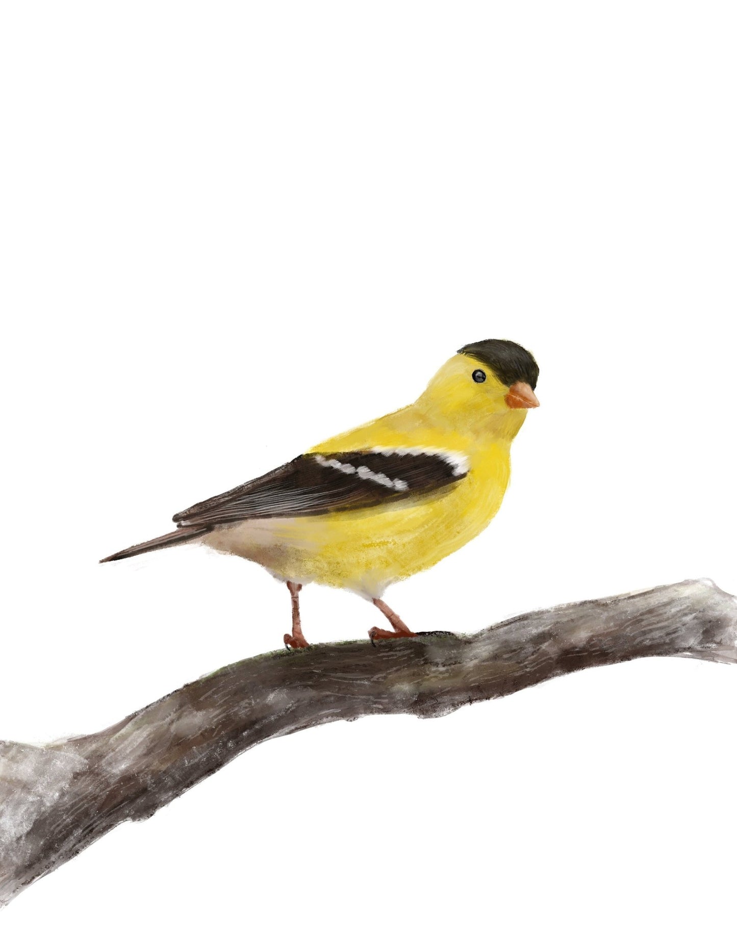 American Goldfinch Print - MerikaArt