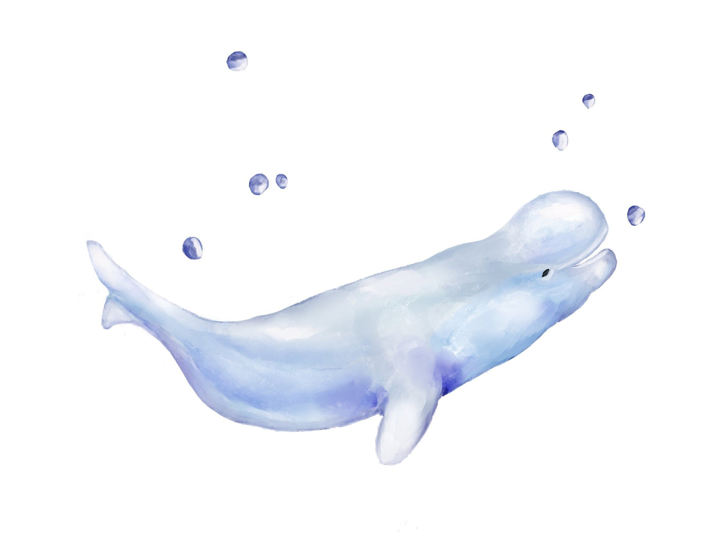 Beluga Whale Print - MerikaArt