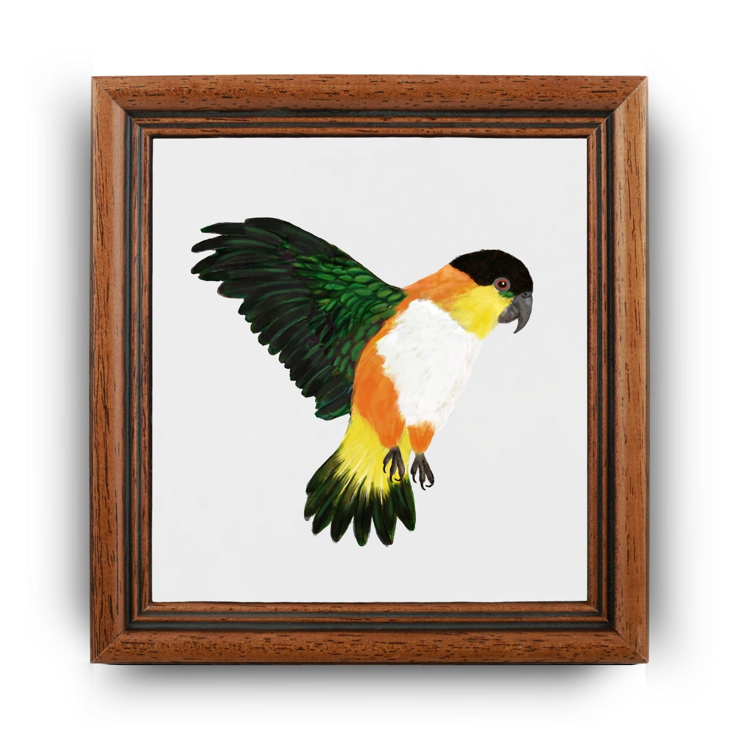 Black Headed Caique Parrot Ceramic Tile - MerikaArt