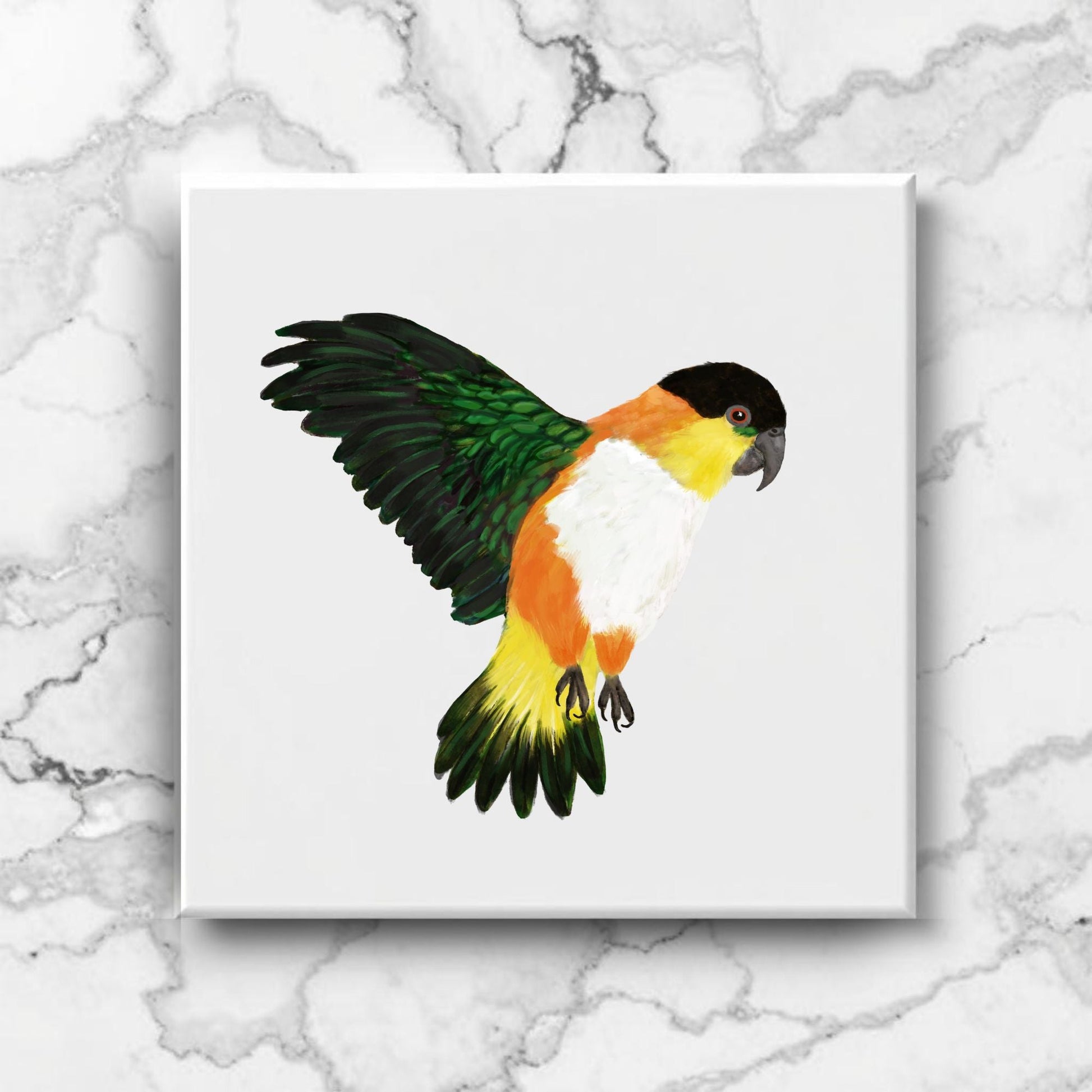 Black Headed Caique Parrot Ceramic Tile - MerikaArt