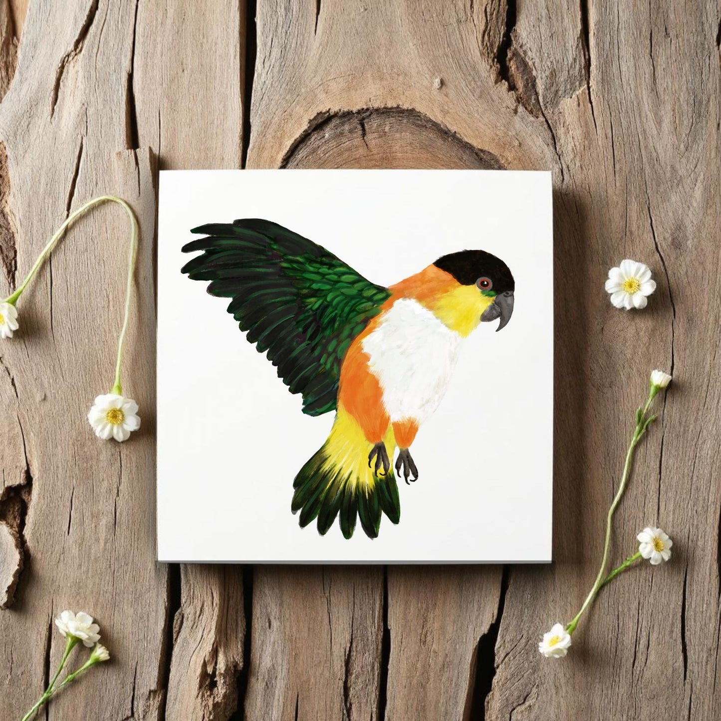Black Headed Caique Parrot Ceramic Tile - MerikaArt
