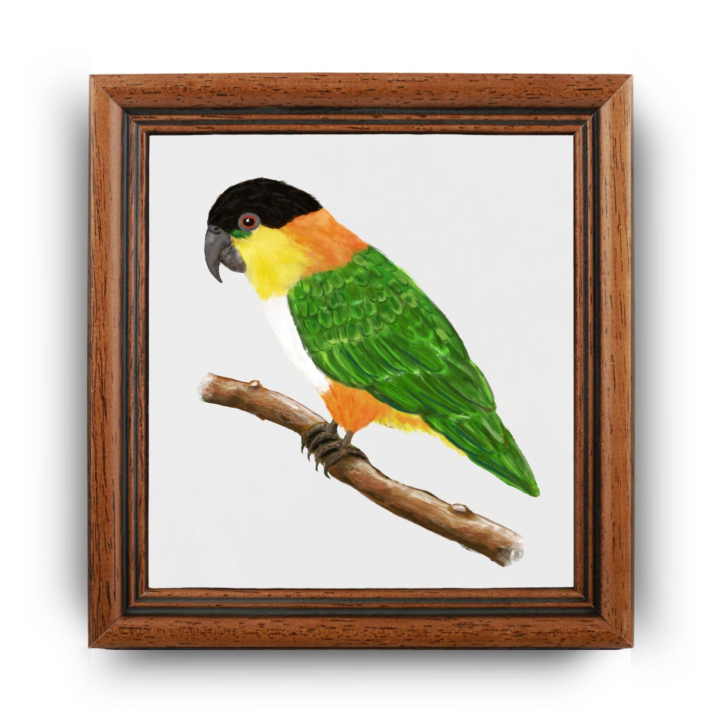 Black Headed Caique Parrot Ceramic Tile - MerikaArt