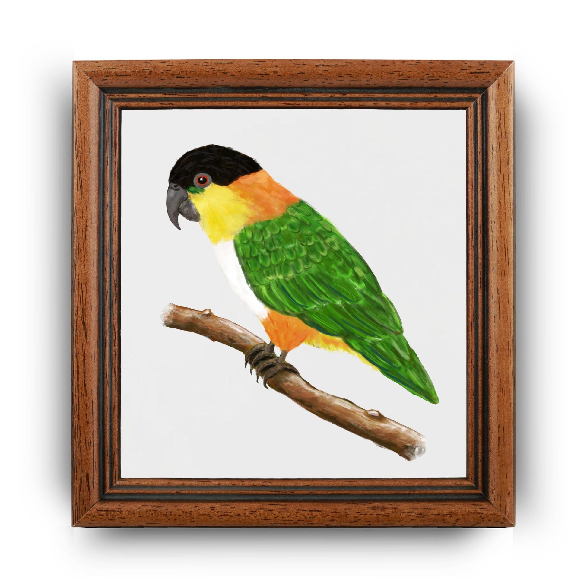 Black Headed Caique Parrot Ceramic Tile - MerikaArt