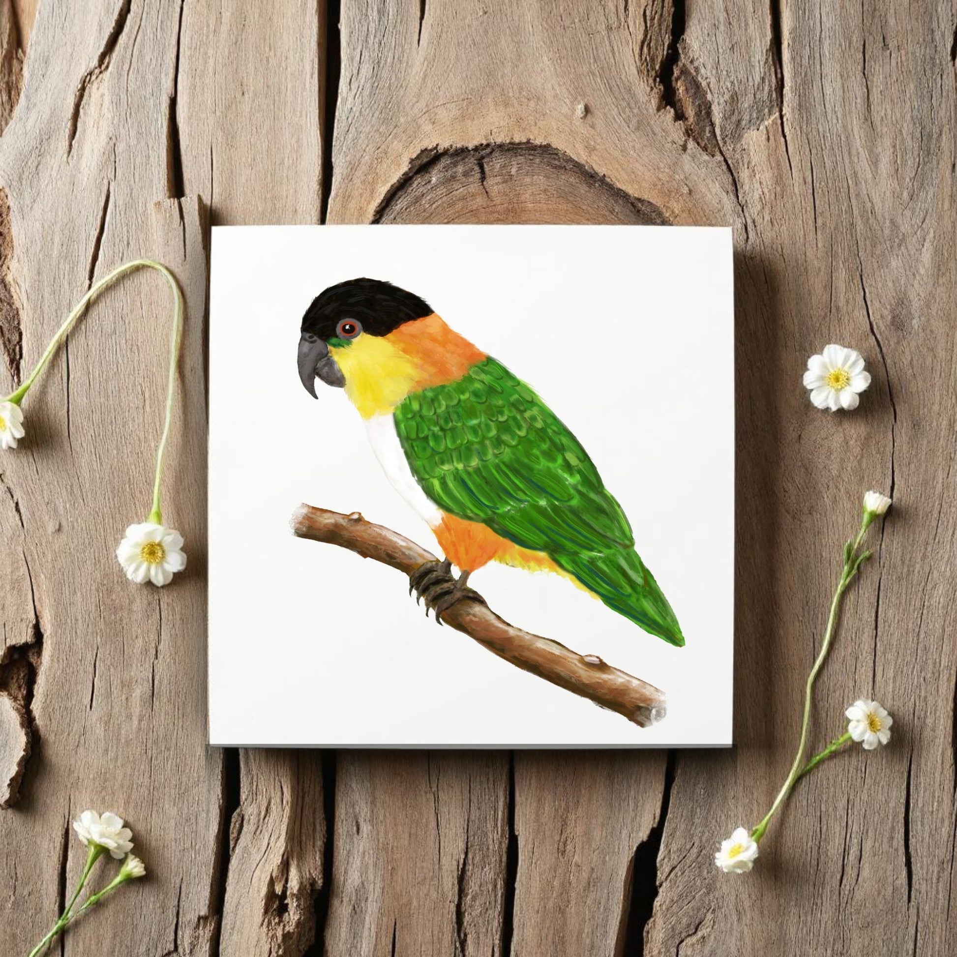 Black Headed Caique Parrot Ceramic Tile - MerikaArt