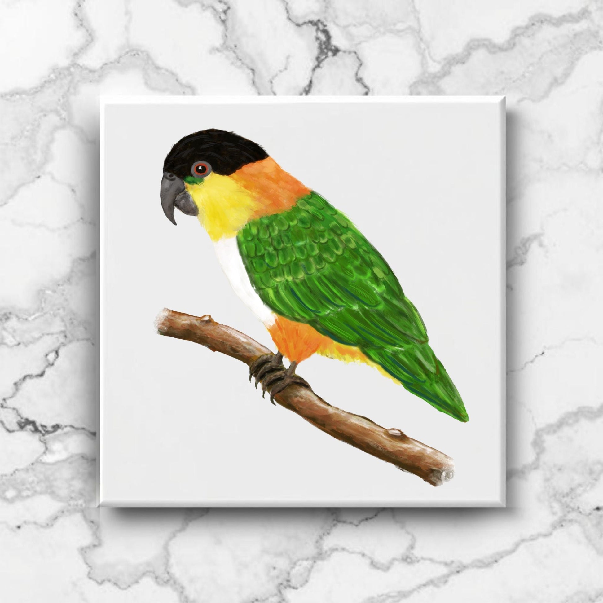 Black Headed Caique Parrot Ceramic Tile - MerikaArt