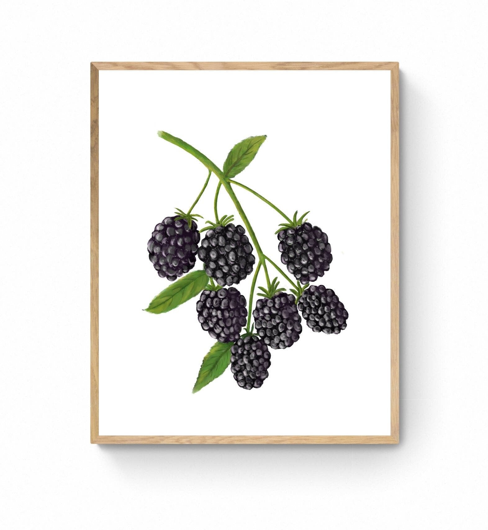 Blackberry Art Print, Blackberry Wall Art, Kitchen Wall Hanging, Dining Room Decor, Berry Painting, Fruit Illustration, Farmhouse Wall Decor - MerikaArt