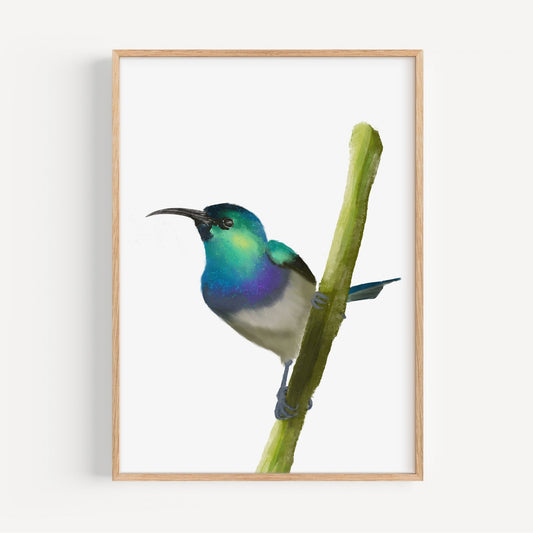 Blue and Green Sunbird Art Print – Vibrant Nature - Inspired Bird Decor - MerikaArt