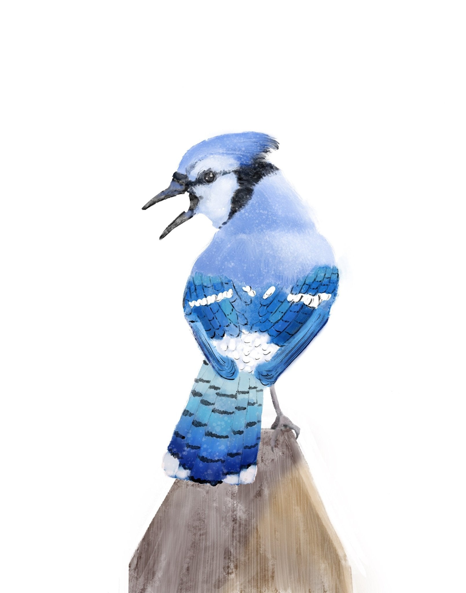 Blue Jay Bird Print - MerikaArt