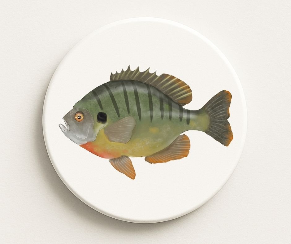 Bluegill Sunfish Ceramic Coaster - MerikaArt