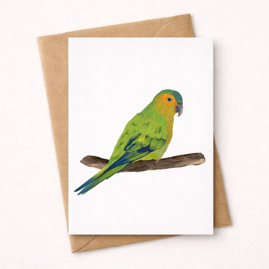 Brown - throated Parakeet Postcard - MerikaArt
