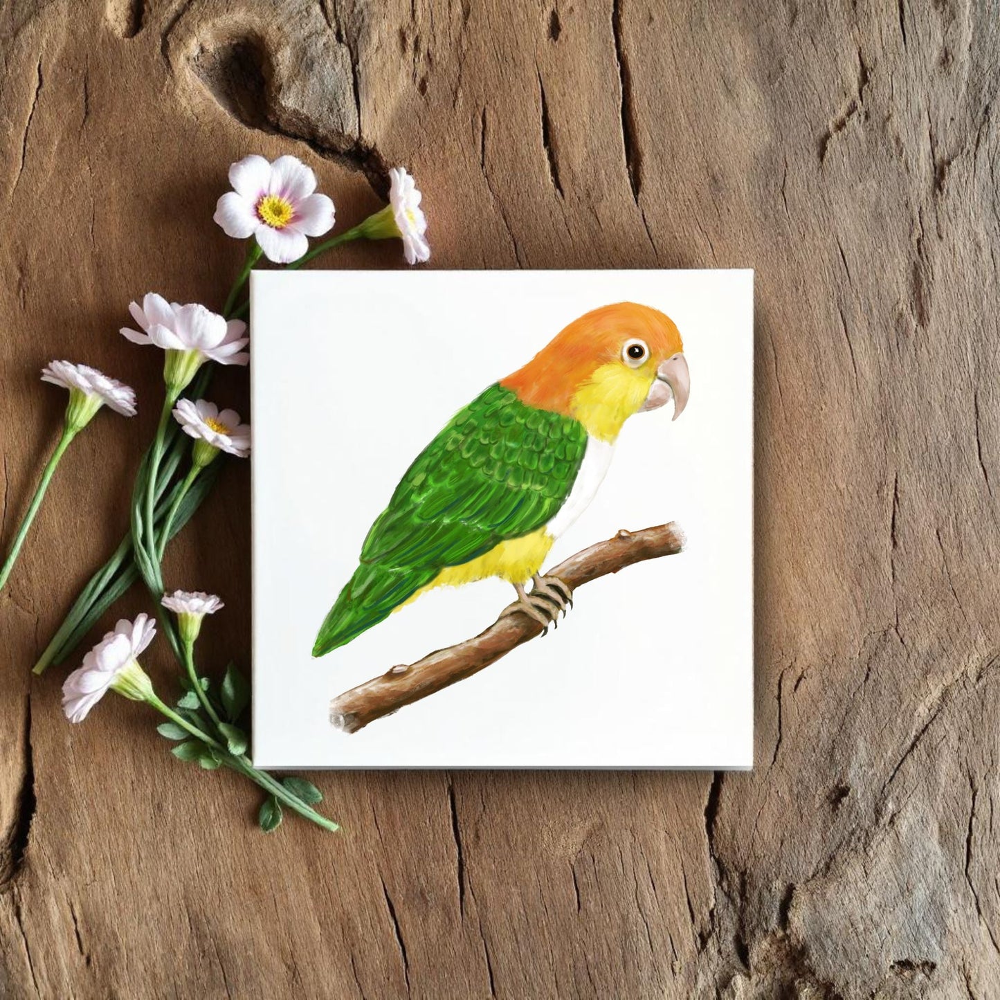 Caique Parrot Ceramic Tile – Handcrafted Bird Lover Artwork - MerikaArt