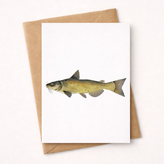 Catfish Postcard - MerikaArt