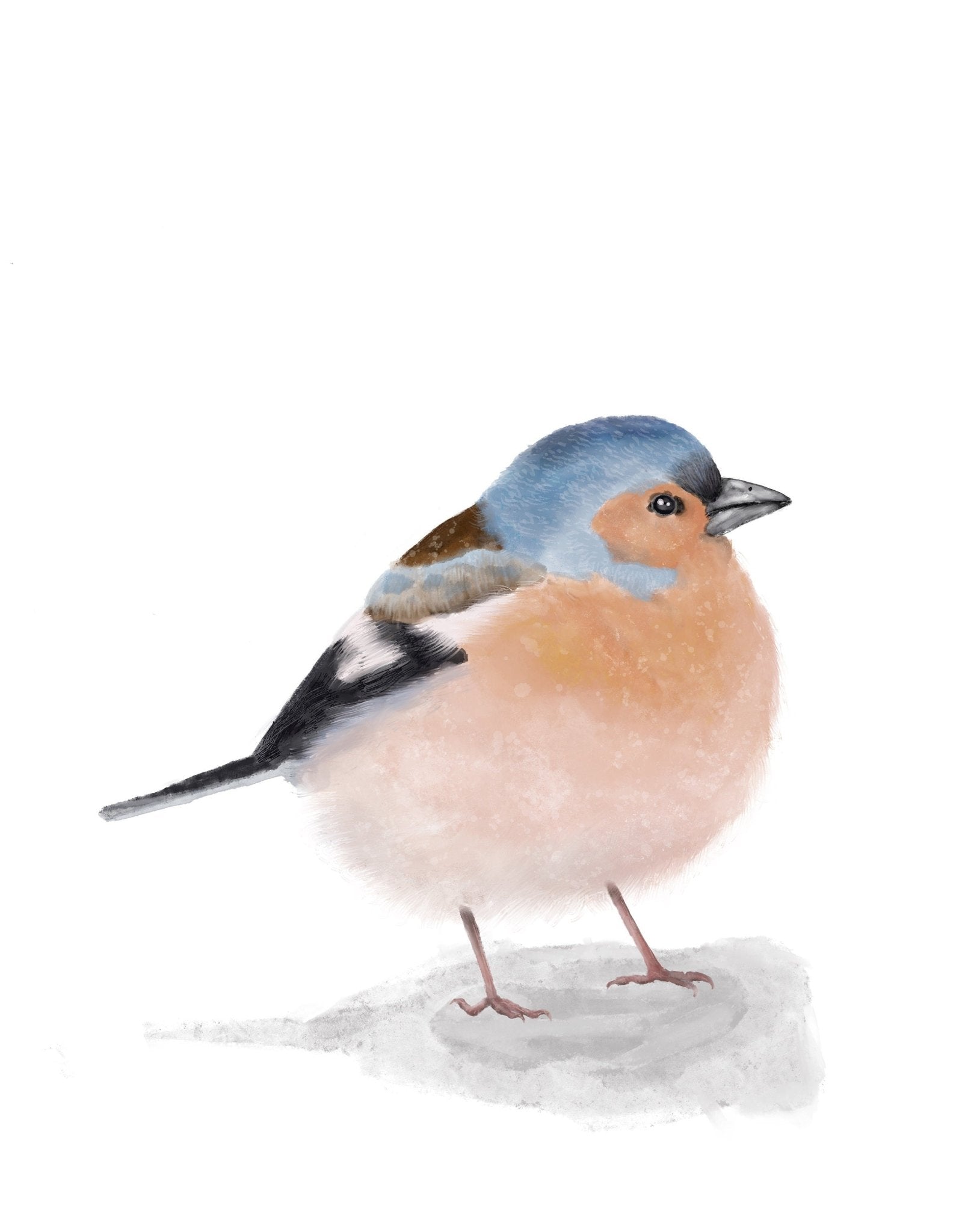 Chaffinch Bird Print - MerikaArt