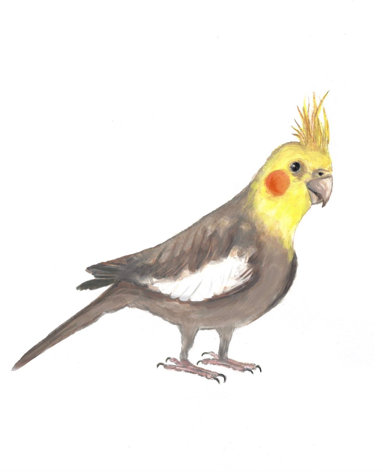 Cockatiel Parrot Print - MerikaArt