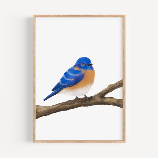 Eastern Bluebird Art Print – Bright and Cheerful Bird Decor - MerikaArt