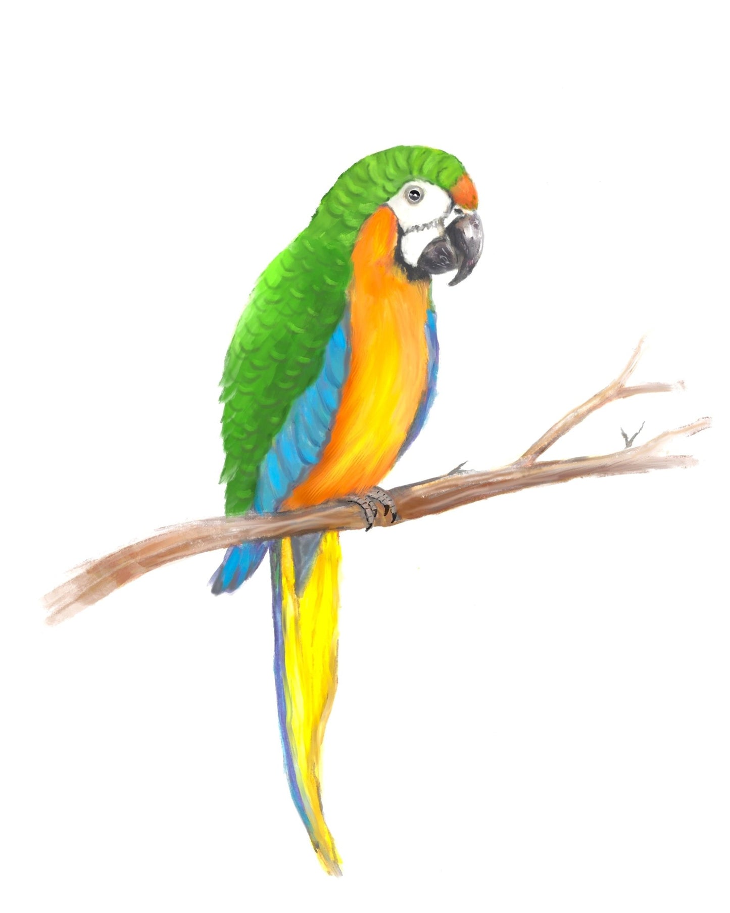 Green and Orange Macaw Print - MerikaArt