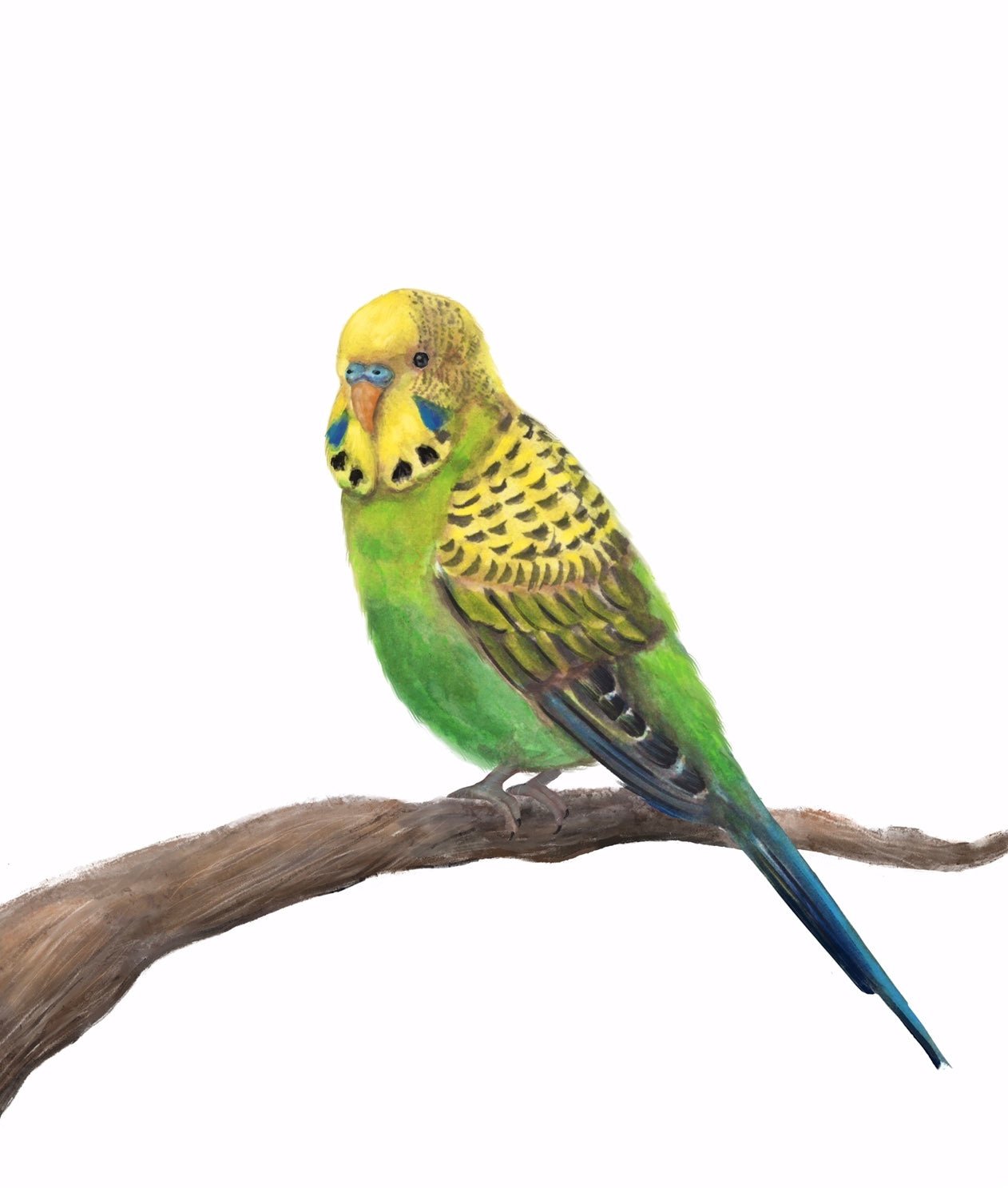 Green Parakeet on Branch - MerikaArt