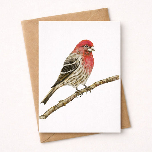 House Finch Postcard - MerikaArt
