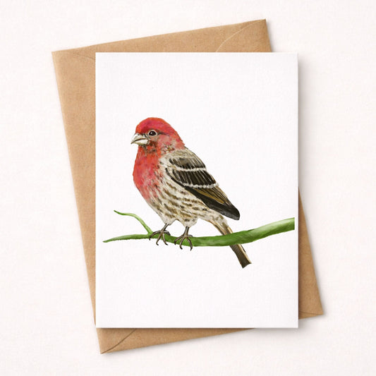 House Finch Postcard - MerikaArt