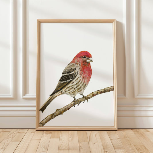 House Finch Wall Art Print – Red Songbird Illustration for Birdwatchers & Nature Decor - MerikaArt