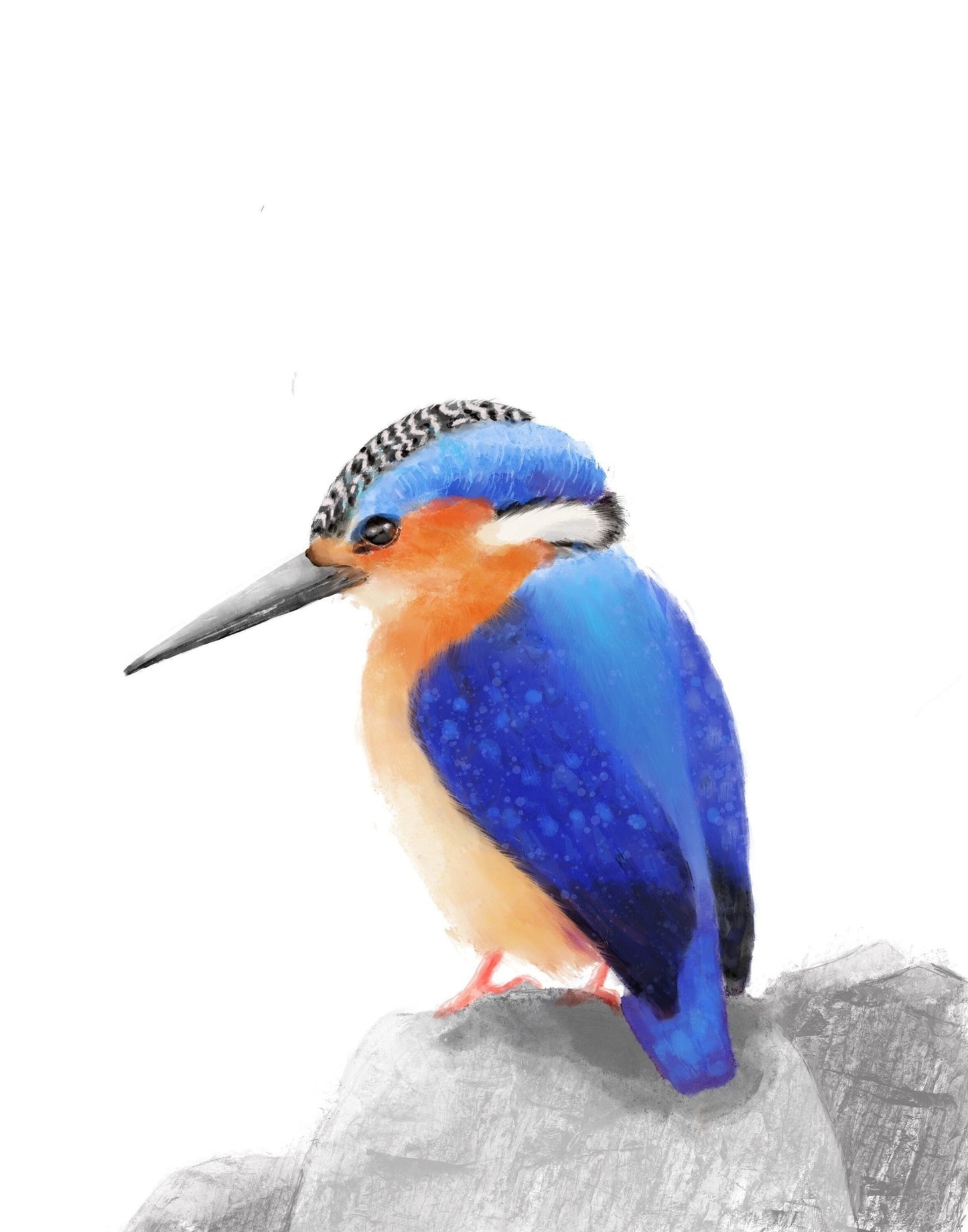 Kingfisher Bird Print - MerikaArt