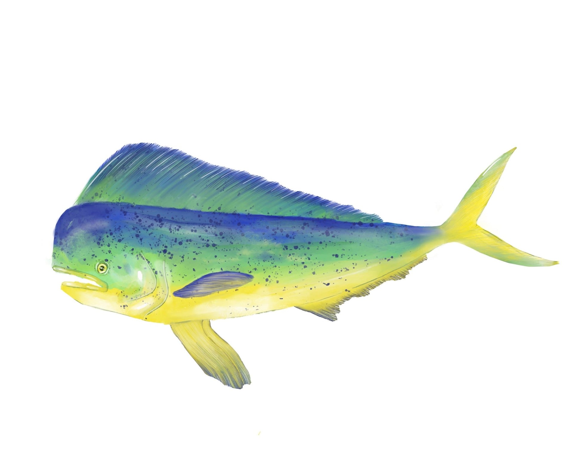 Mahi Mahi Fish Print - MerikaArt