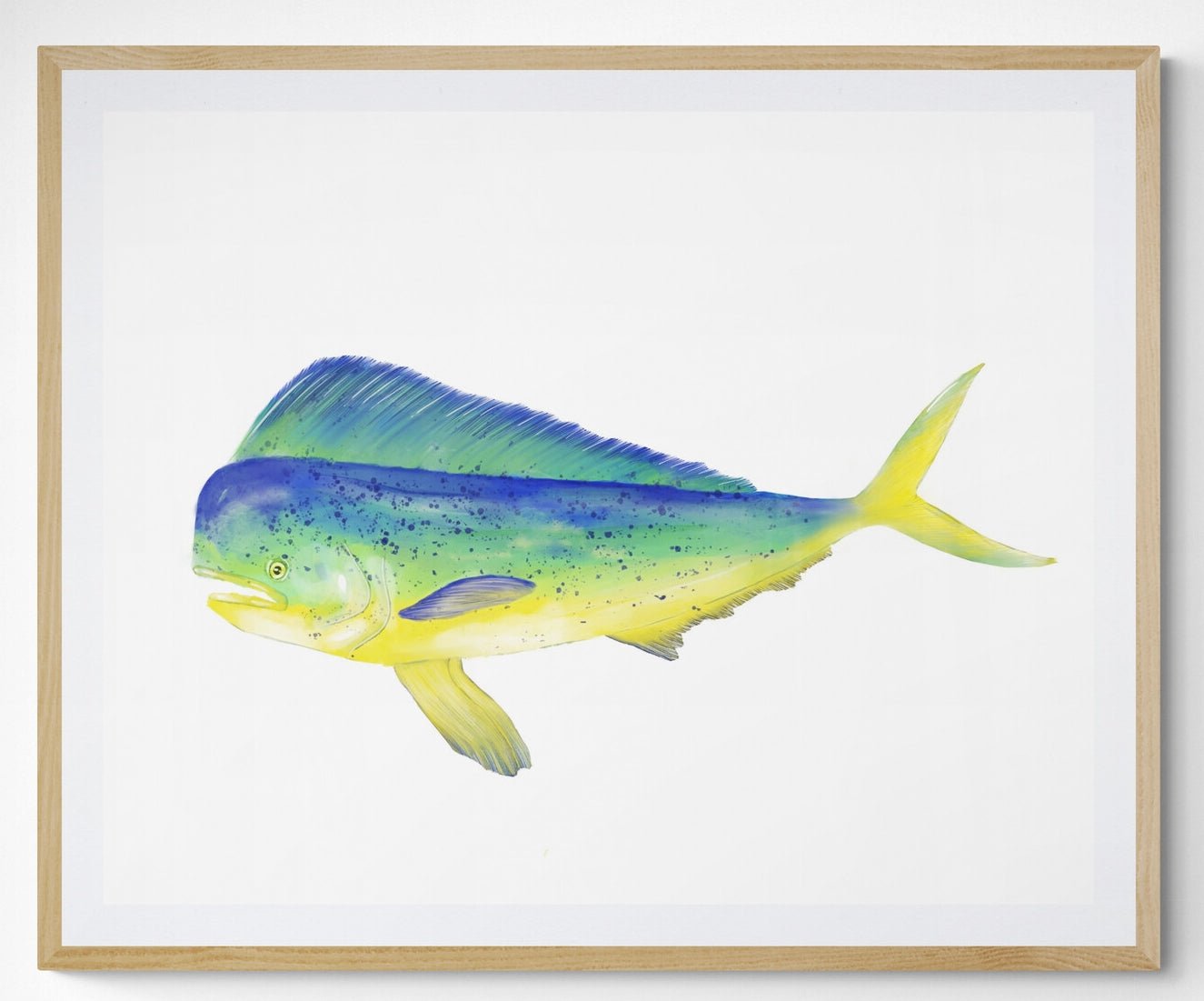 Mahi Mahi Fish Print - MerikaArt