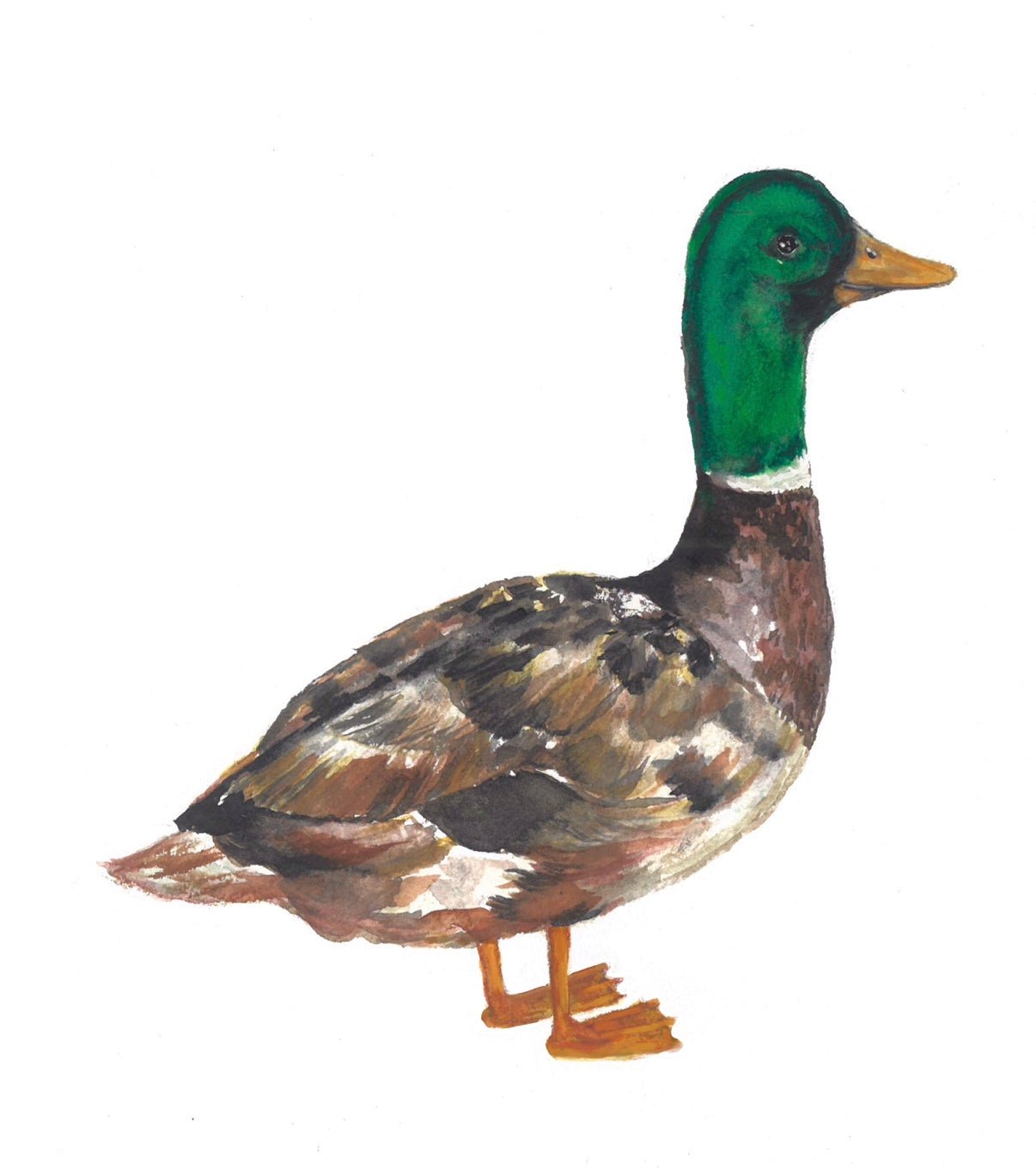 Mallard Duck Print - MerikaArt