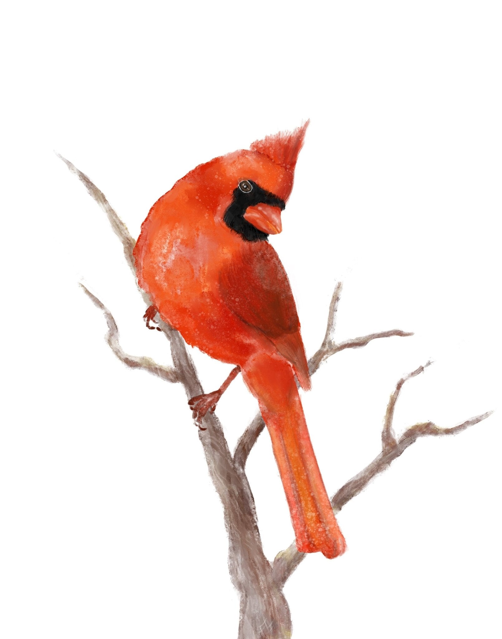 Northern Cardinal Print - MerikaArt