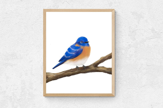 Original Eastern Bluebird Print - MerikaArt