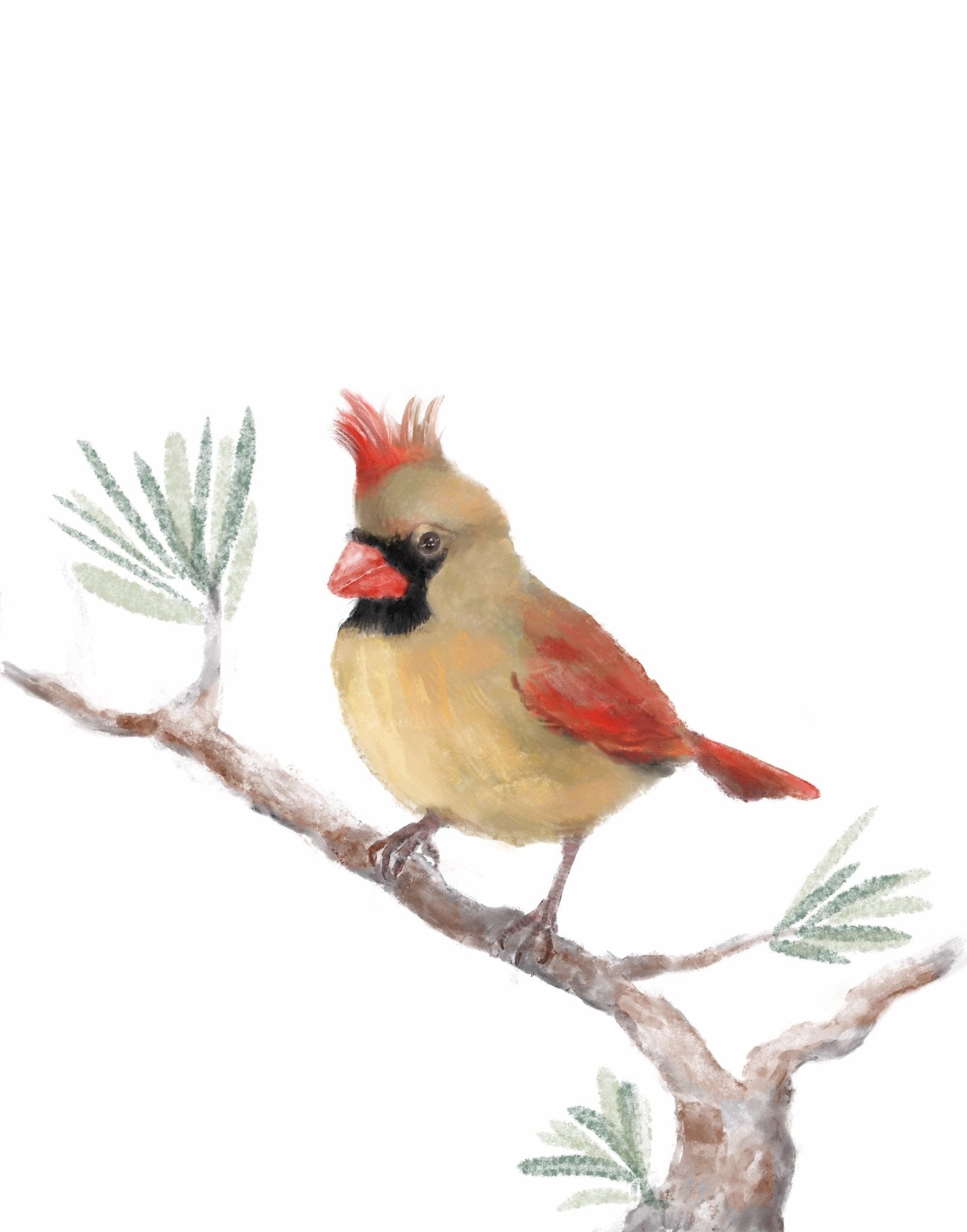 Original Female Northern Cardinal Print - MerikaArt