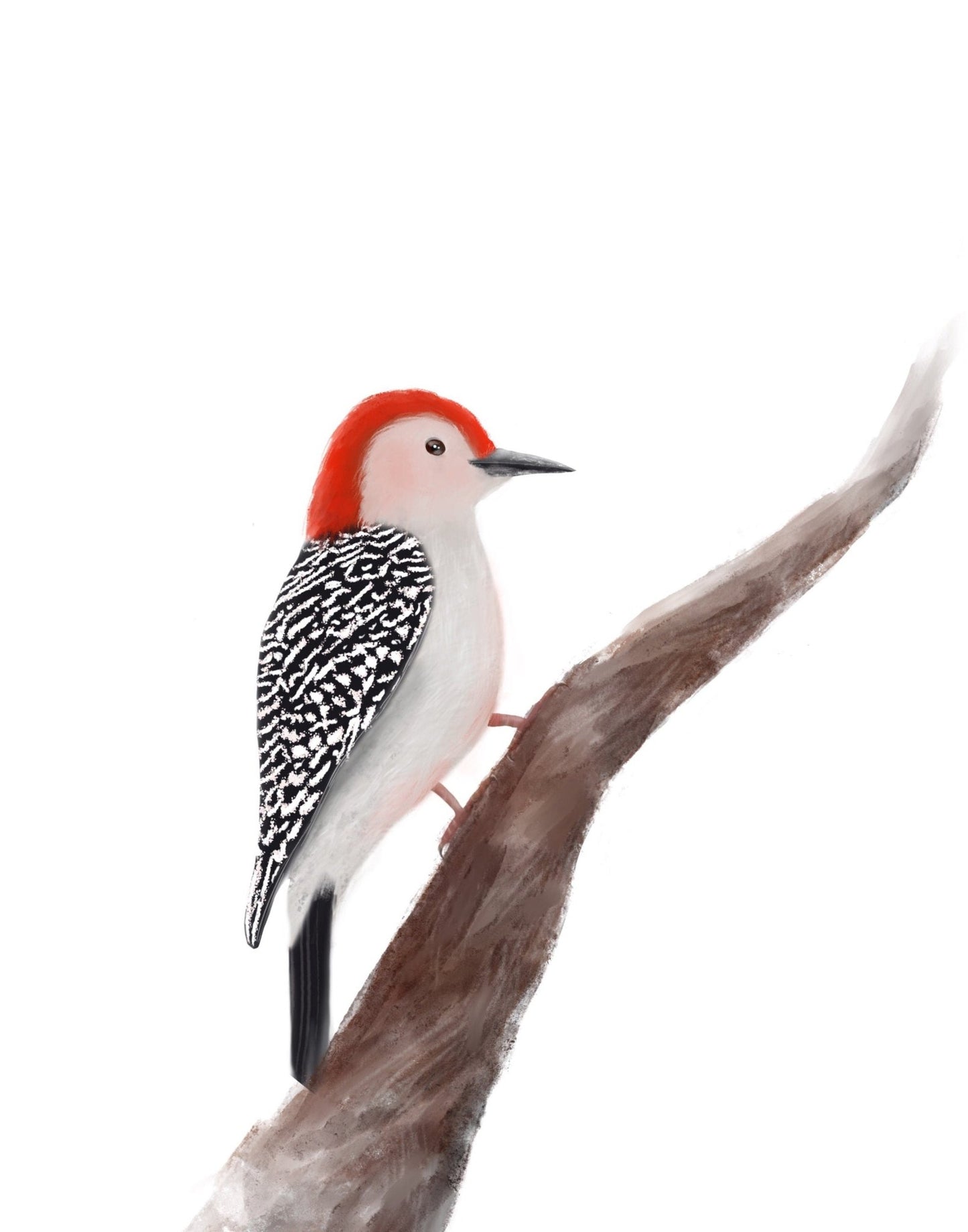 Original Red Bellied Woodpecker Print - MerikaArt