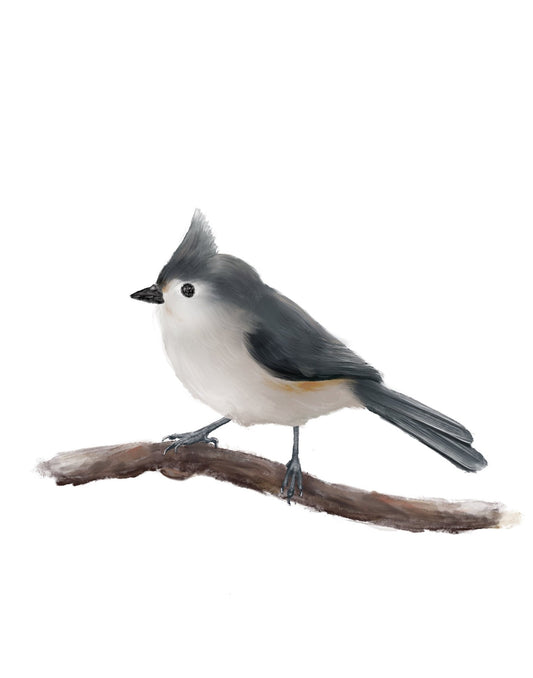 Original Tufted Titmouse Bird Print - MerikaArt