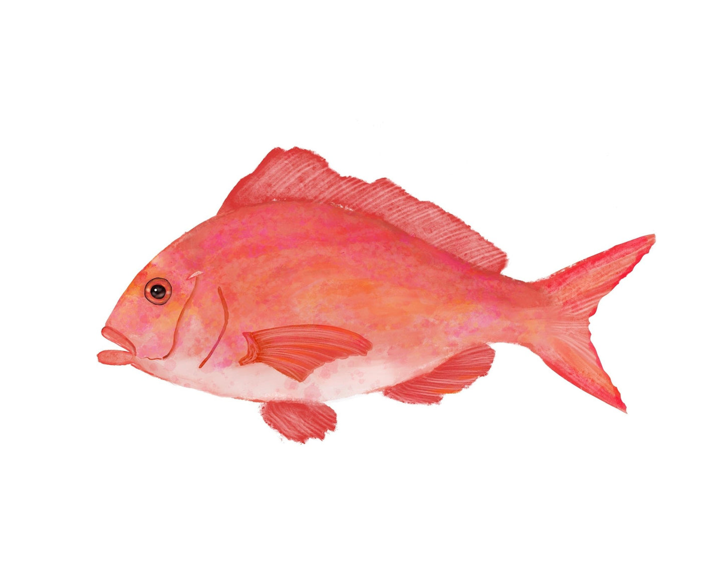 Red Snapper Fish Print - MerikaArt