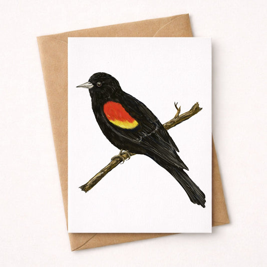 Red - winged Blackbird Postcard - MerikaArt