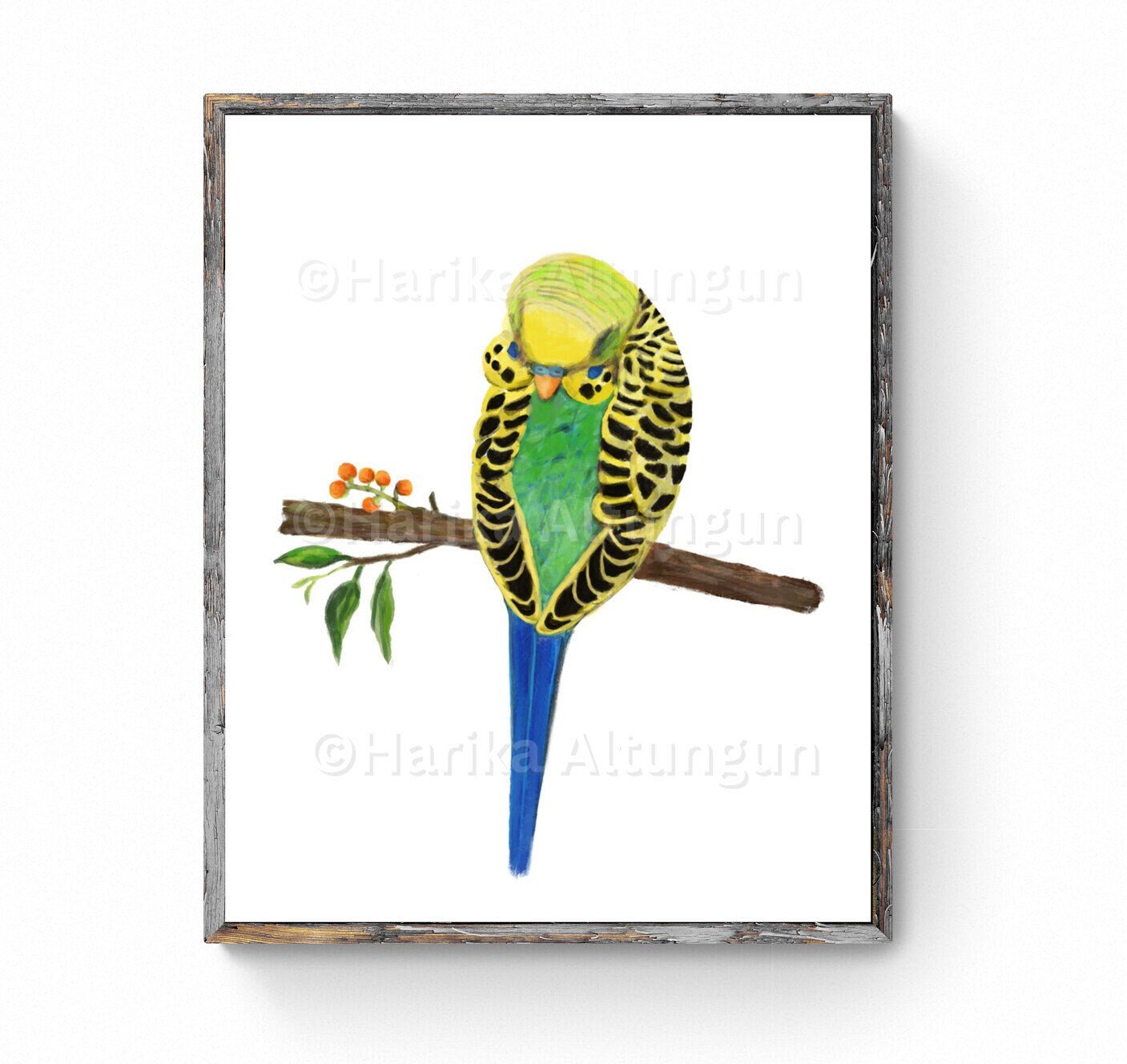 Sleeping Green Parakeet, Green Budgie Resting, Bird Memorial, Tropical Bird Art, Bird Lover Gift, Animal Wall Artwork, Bird Illustration - MerikaArt