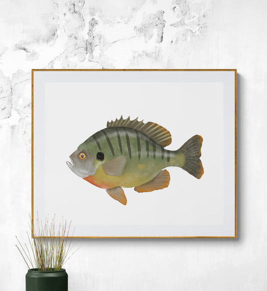 Bluegill Fish Print