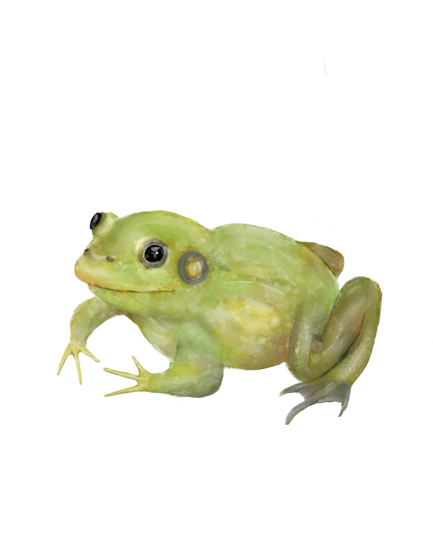 American Bullfrog Print